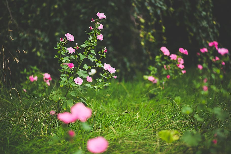 shallow focus of purple flowers, bloom, blossom, field, flora HD wallpaper