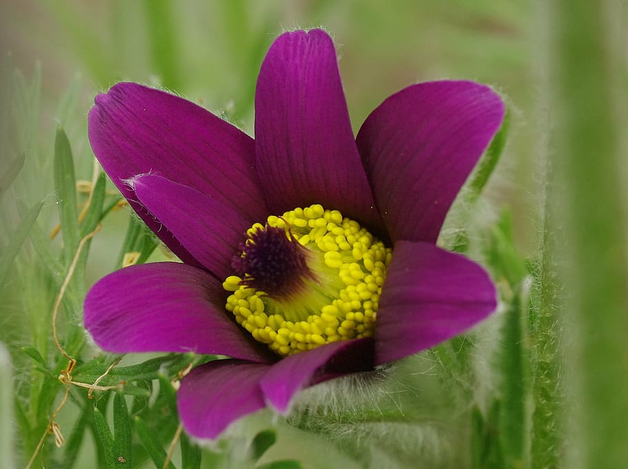 close-up photo of purple pasque flower, blossom, bloom, violet HD wallpaper