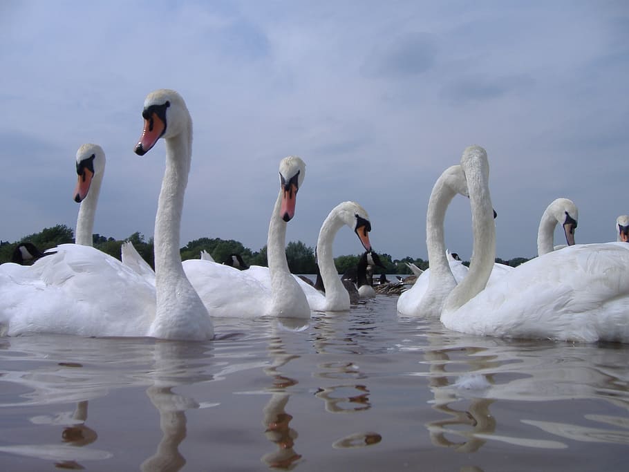 swans, water, nature, bird, animal, white, wildlife, lake, river