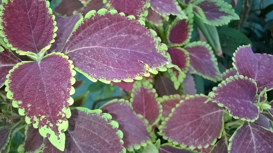 nature, leaf, india, growth, plant part, beauty in nature, close-up HD wallpaper