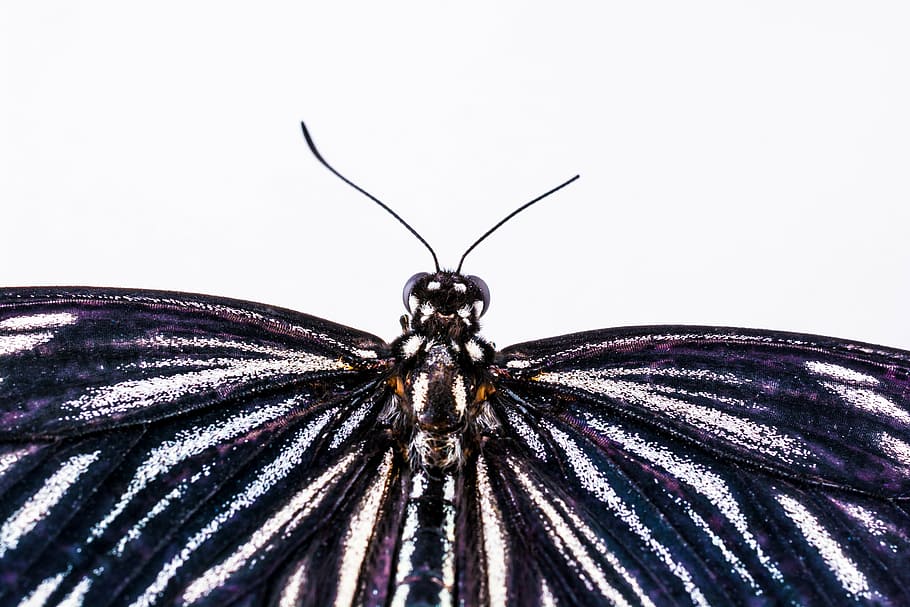 butterfly, insect, nature, butterfly - Insect, animal, animal Wing HD wallpaper