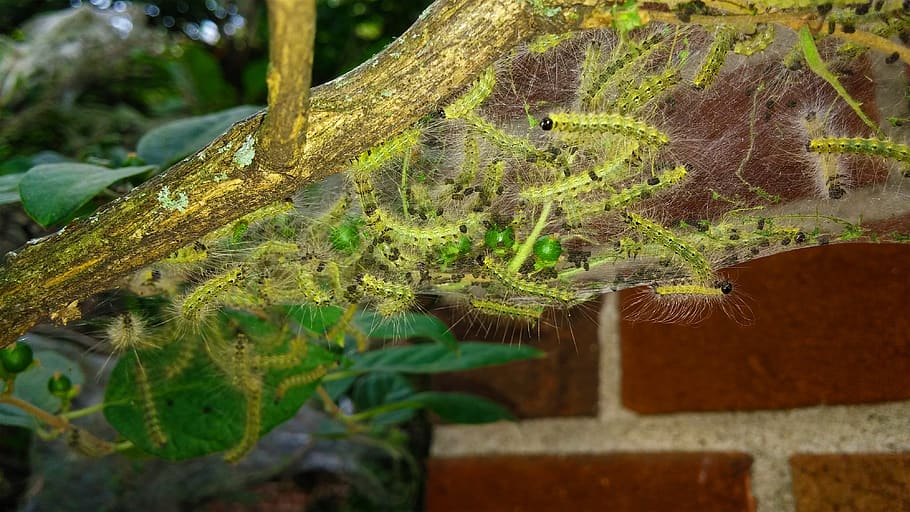 fall webworm, web worms, webbed nest, webworm nest, larva, hyphantria cunea HD wallpaper