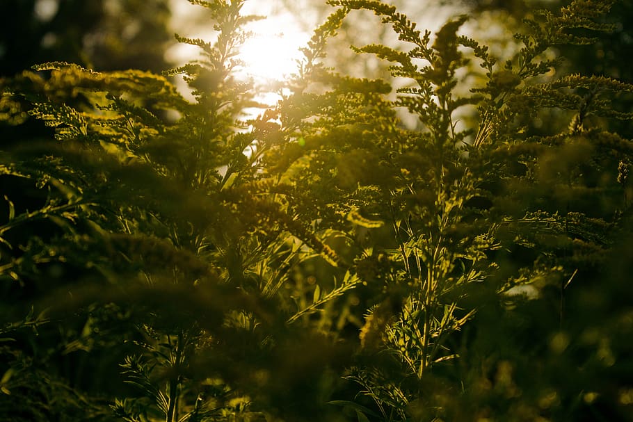 nature, sun, summer, plant, growth, tree, beauty in nature HD wallpaper