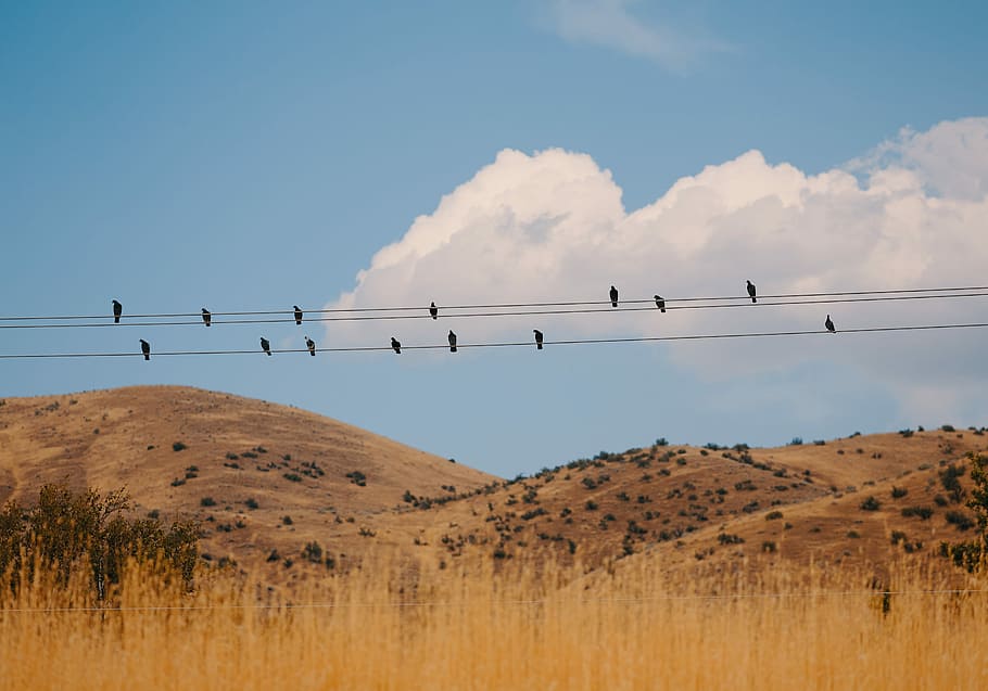 flock of birds sitting on electric cables during daytime, birds on electric street cables HD wallpaper