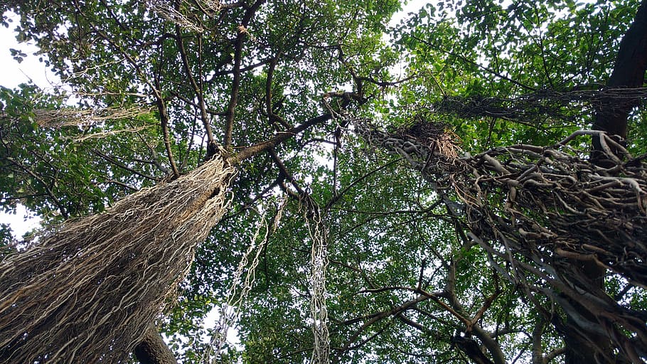 tree, nature, banyan tree, india, forest, outdoors, plant, low angle view
