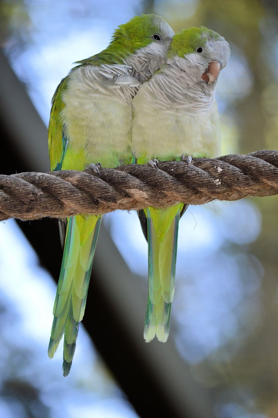 two green-and-white birds perched on brown rope, parrot, lovebird