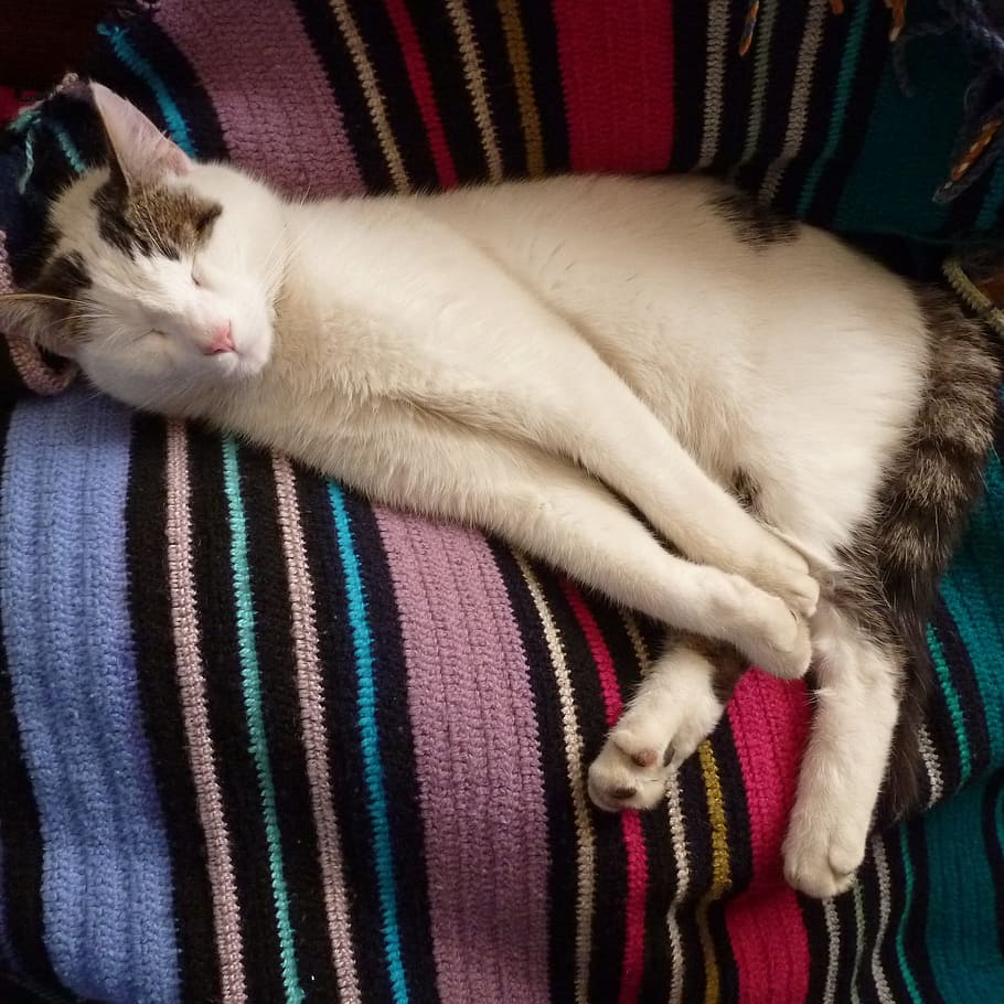 white and grey cat lying on sofa, feline, sleeping, kitten HD wallpaper