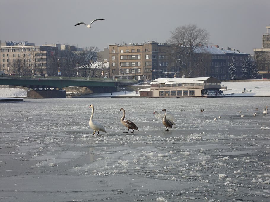 winter, river, ice, frozen river, water birds, spacer, animals in the wild HD wallpaper