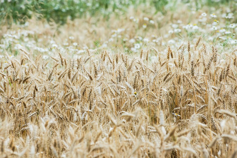 Wheat Field, Cereals, Arable, agriculture, harvest, food, seed HD wallpaper