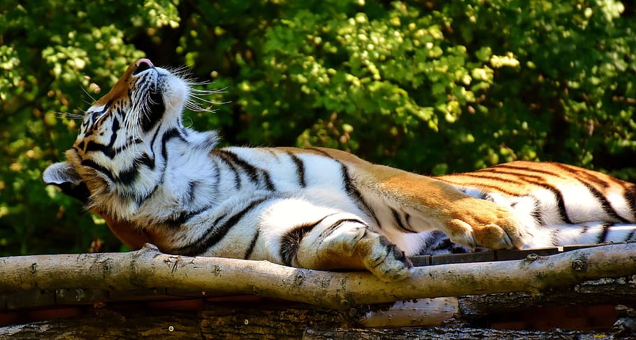 lying tiger on wood, predator, fur, beautiful, dangerous, cat HD wallpaper