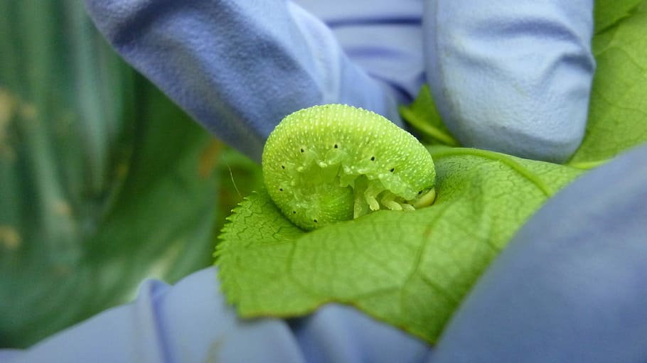 Insect, Larva, Forest, Green, green color, one person, leaf HD wallpaper
