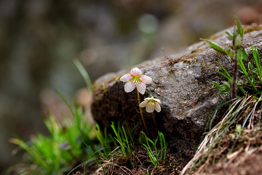 selective focus photography of flower beside trunk, nature HD wallpaper