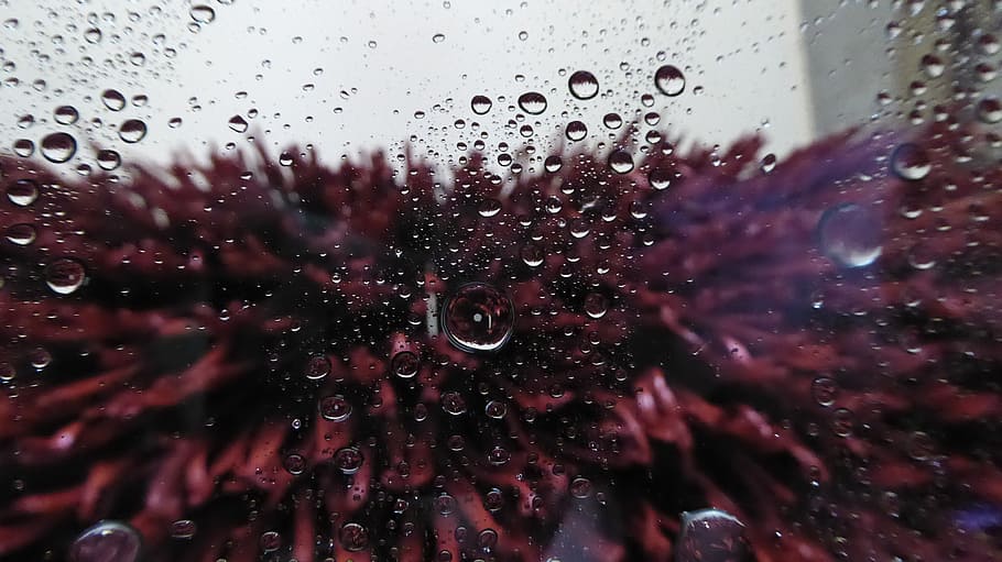 clear glass with moist, car wash, inside view, window, water, HD wallpaper