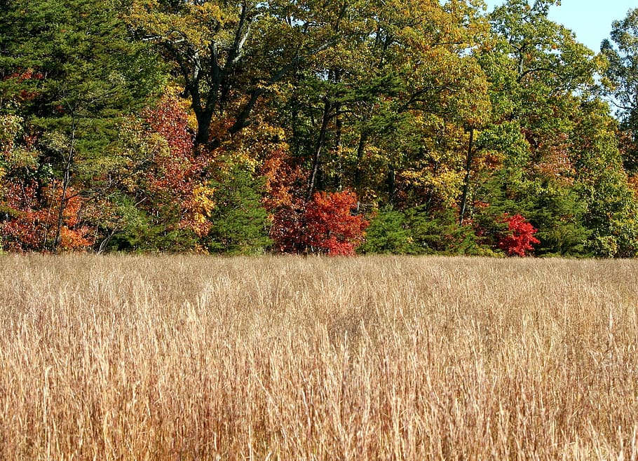 Trees, Autumn, Fall, Colorful, Grass, field, october, nature HD wallpaper