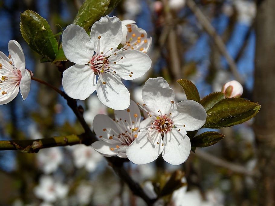 white cherry blossom flower, cherry blossoms, flowers, spring HD wallpaper