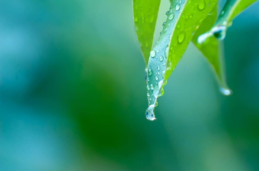selective focus photography of dew'ed green leaf, rain, drops HD wallpaper