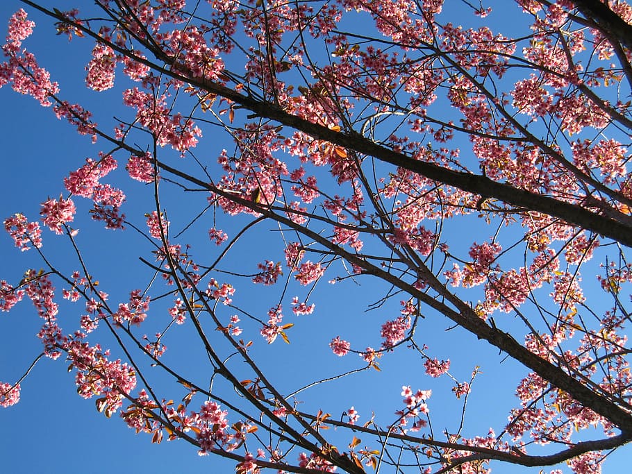 spring, cherry blossom, nature, tree, sky, plant, beauty in nature HD wallpaper