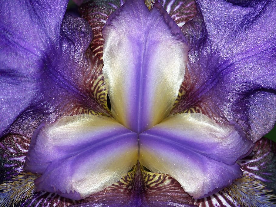 Iris, Flower, Violet, Petal, Flora, floral, blossom, bloom HD wallpaper