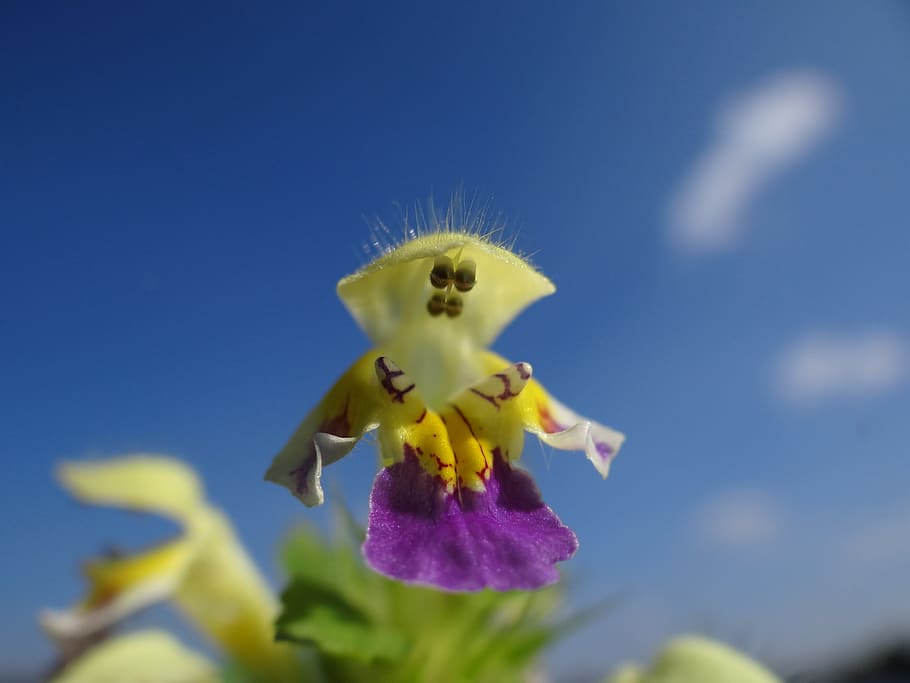 Lamiaceae, Yellow, Violet, hampnette, purple, plant, males HD wallpaper