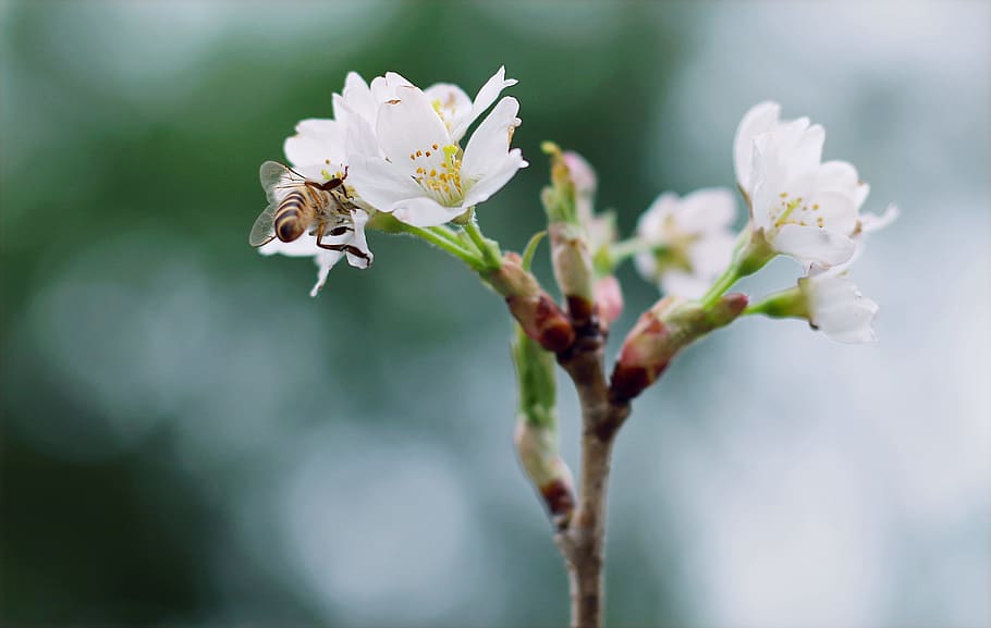 White Clustered Flowers With Bee On Top, bloom, blossom, delicate HD wallpaper