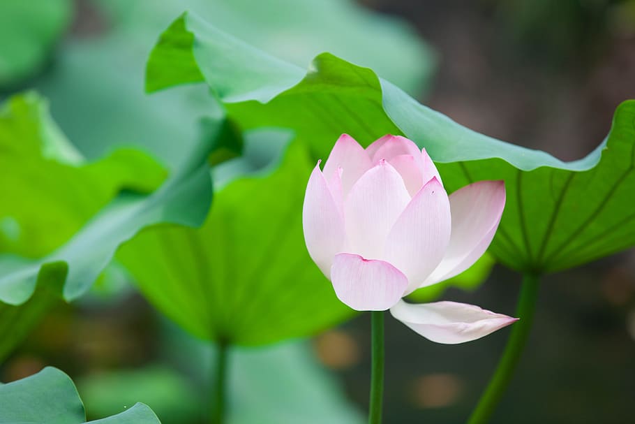 lotus, flower, pink, leaf, green, flowering plant, freshness HD wallpaper