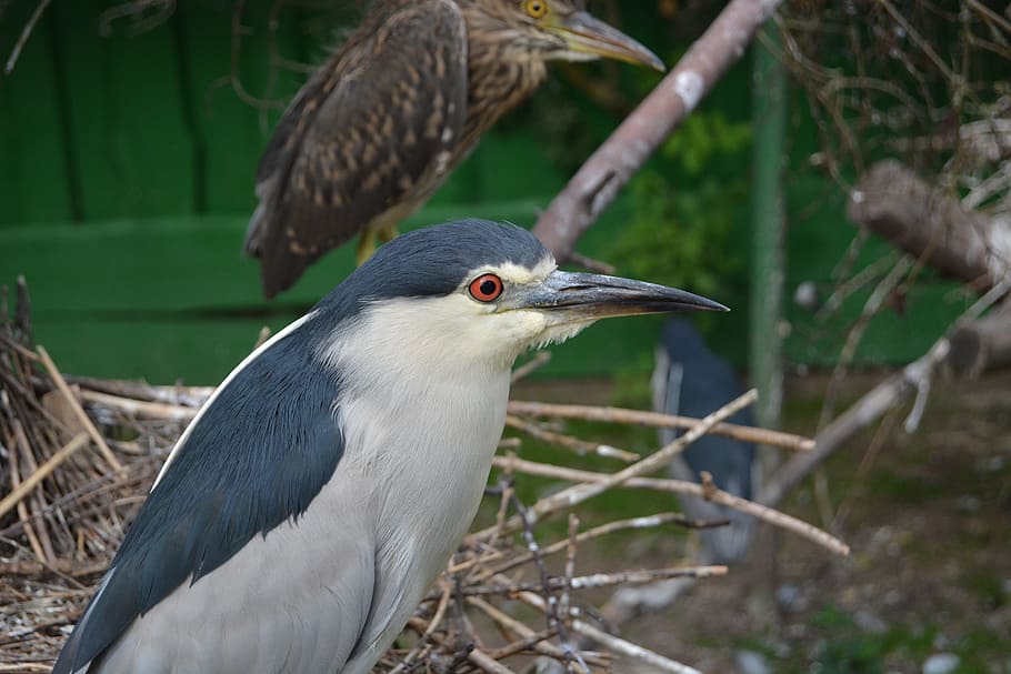 Bird, Grey, White, Eye, Nature, grey white, bill, wood, plumage HD wallpaper