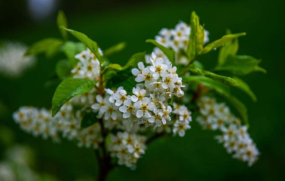 bird cherry, tree, macro, flowers, branch, plant, flowering plant HD wallpaper