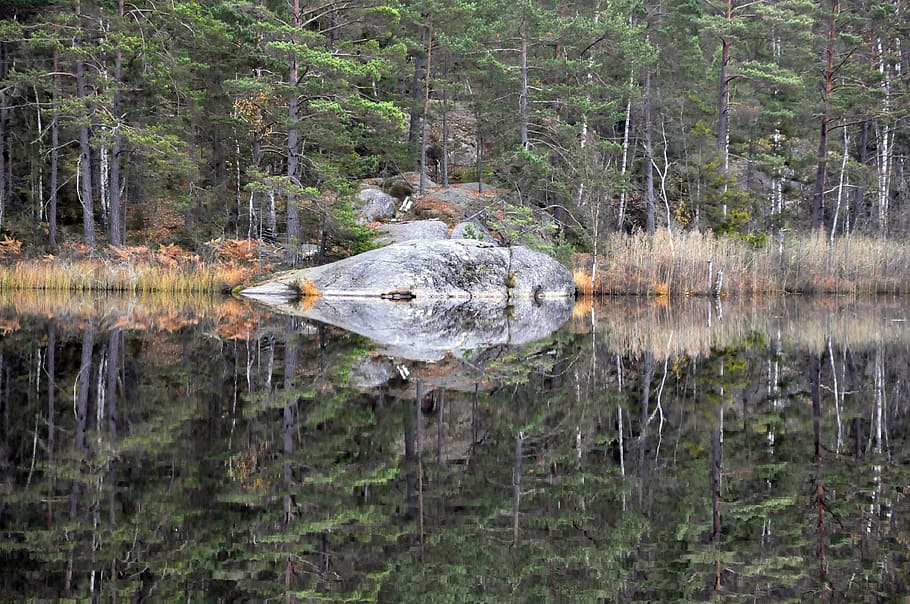 Forest, Lake, Mirroring, reflection, water, no people, outdoors HD wallpaper