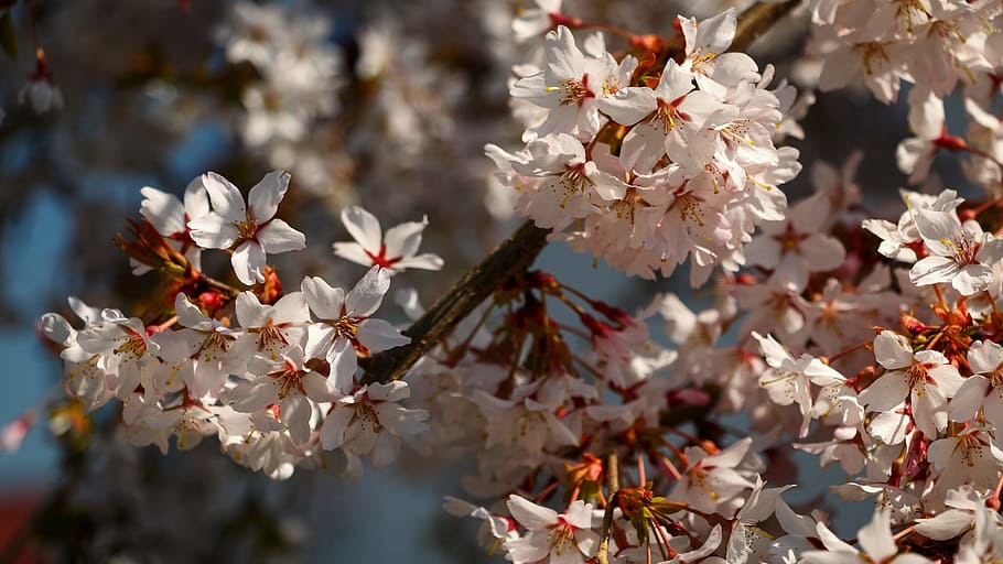Spring, Flowers, Tree, Garden, Nature, white flowers, blooming tree HD wallpaper
