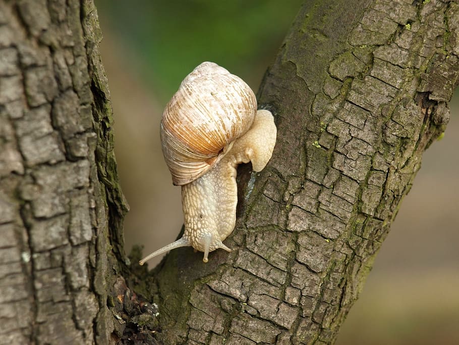 snail, tree, nature, winniczek, crawl, seashell, animal, trunk HD wallpaper
