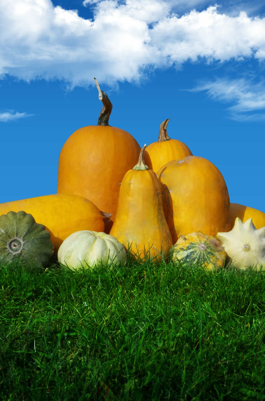 pumpkin, autumn, orange, harvest, food, cloud - sky, food and drink HD wallpaper