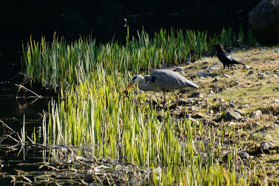 grey heron, eastern, vertebrate, animal themes, animals in the wild HD wallpaper