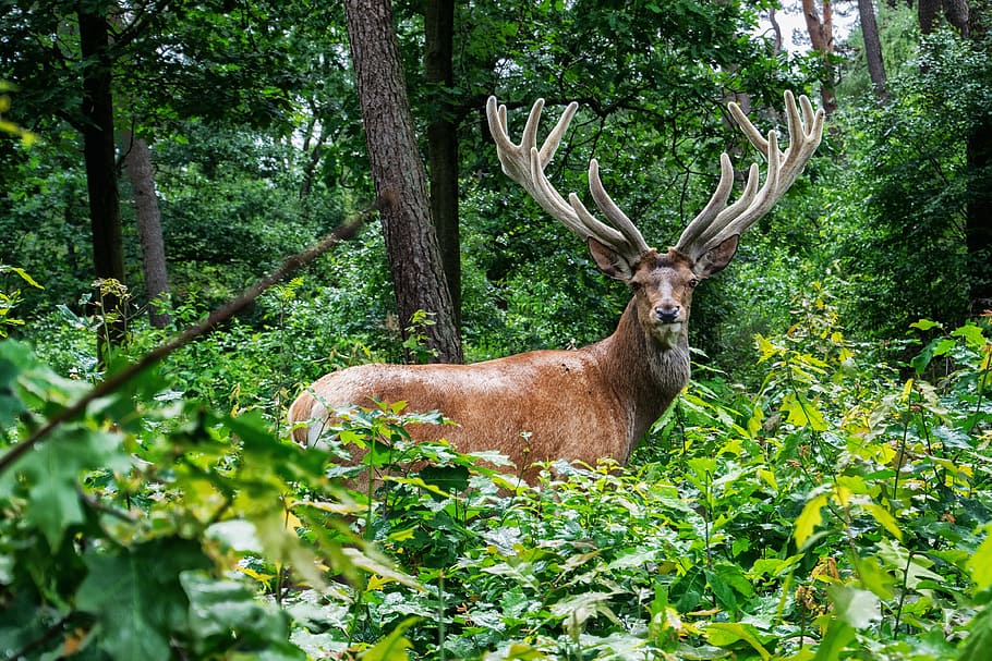 brown deer on grass area, photo of deer standing near tree surrounded by plant during daytime HD wallpaper