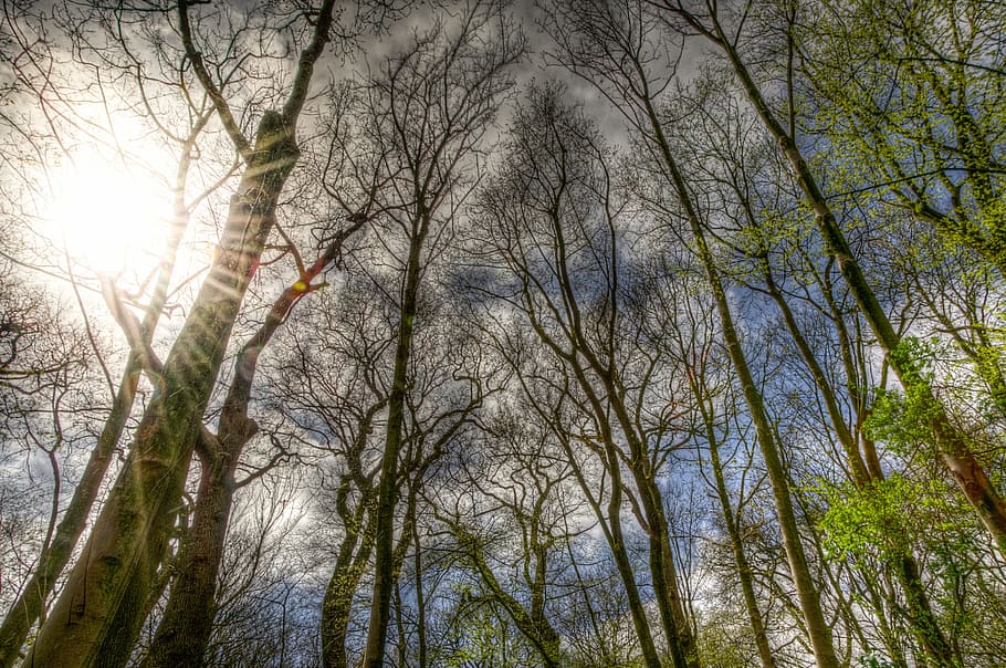 forest in worm's-eye view photography, sunlight, trees, blue sky HD wallpaper