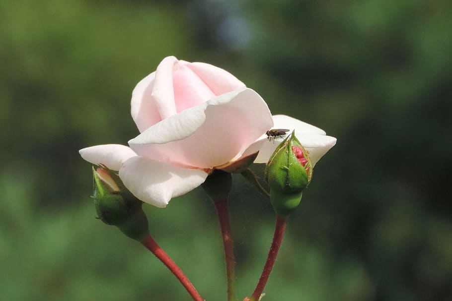 flower, nature, flowering plant, beauty in nature, vulnerability HD wallpaper