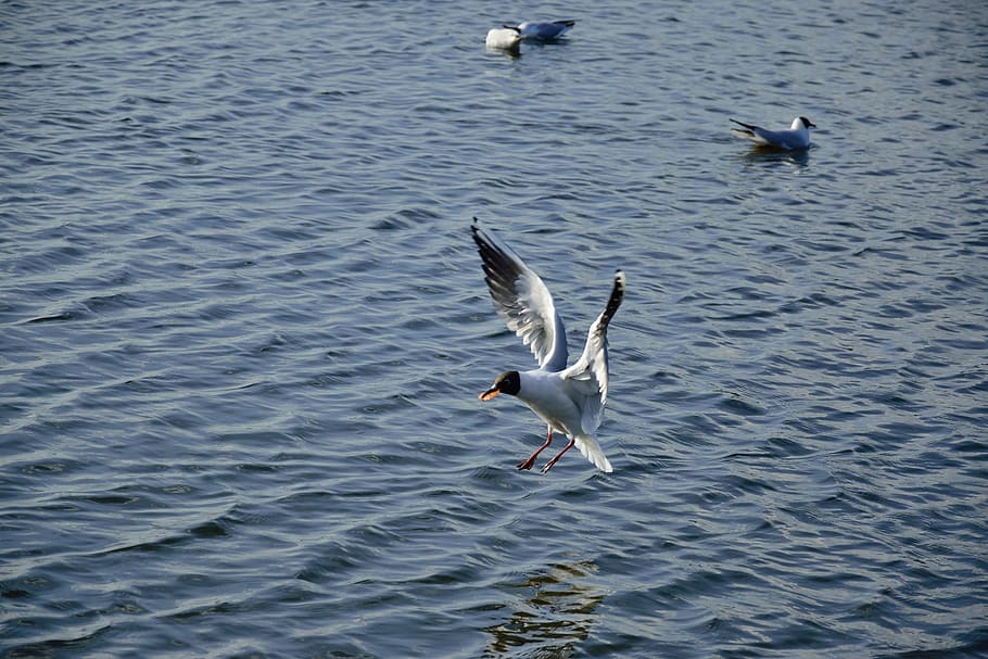seagull, bird, flight, nature, wings, lake, animals, pen, wild birds HD wallpaper