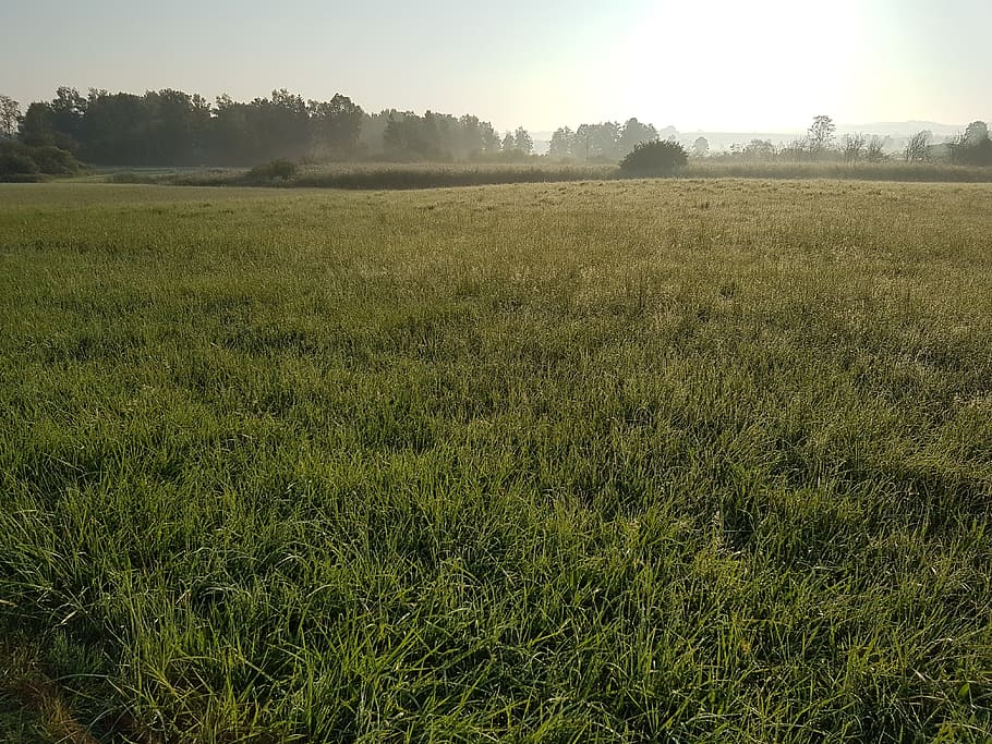 mood, meadow, dew, nature, landscape, green, grass, rest, trees HD wallpaper