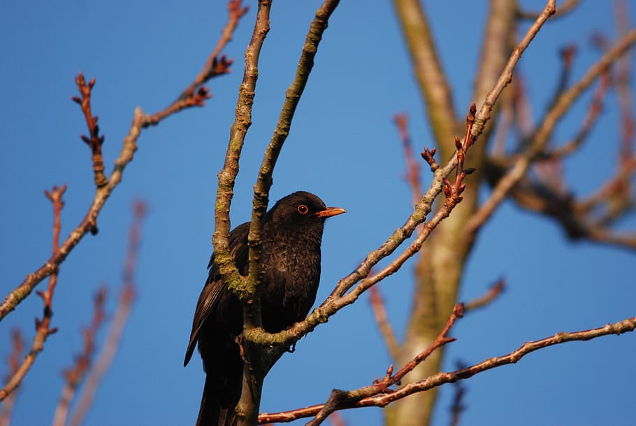 nature, bird, blackbird, tree, blue, animal, animal wildlife HD wallpaper