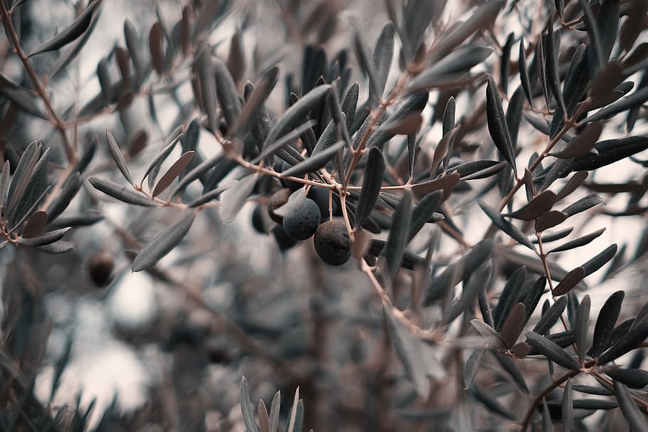 grayscale photography of green leaf plant, closeup photography of green leafed tree HD wallpaper