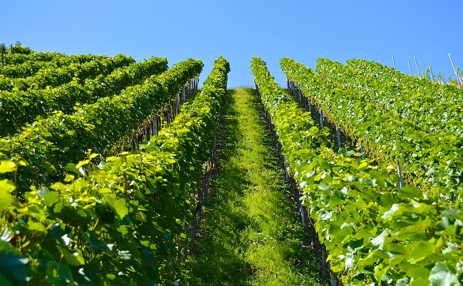 bed of leaf plants, vineyard, series, mountain, landscape, winegrowing HD wallpaper