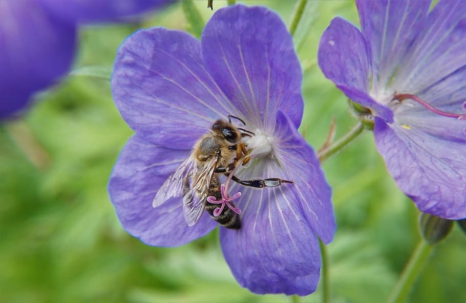 Bee, Blossom, Bloom, Nectar, Pollination, pollen, insect, flower HD wallpaper