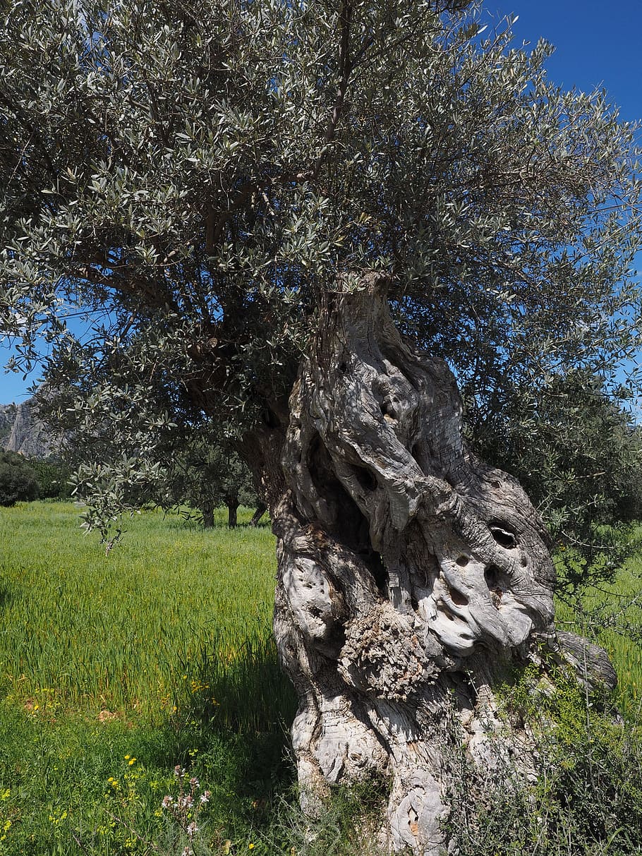 tribe, gnarled, old, olive tree, olive plantation, olive garden HD wallpaper