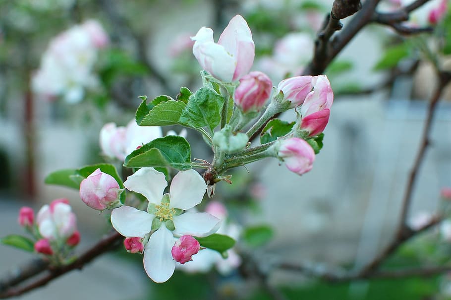 Spring, Blossom, Apple, Plant, springtime, flower, nature, beauty in nature HD wallpaper