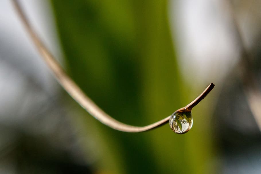 Water, Drop, Twig, Reflection, one animal, green color, animal wildlife HD wallpaper