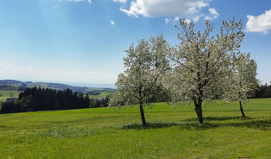 trees flower, old, eastern tree, sky, meadow, clouds, flowers HD wallpaper