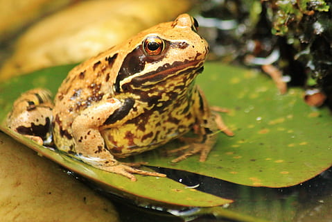 Frog, Toad, Amphibian, frogs, animal world, animals, garden pond HD wallpaper