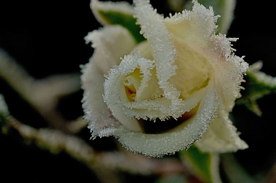 winter, rose, ripe, cold, anemone blanda, nature, close-up HD wallpaper
