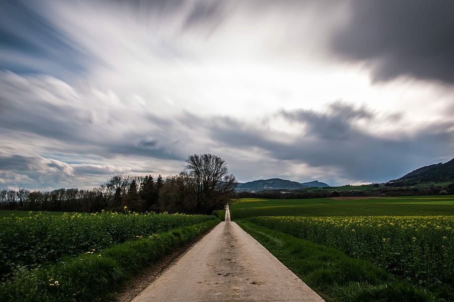 garden pathway, brown road between bed of flowers, cloud, tree HD wallpaper