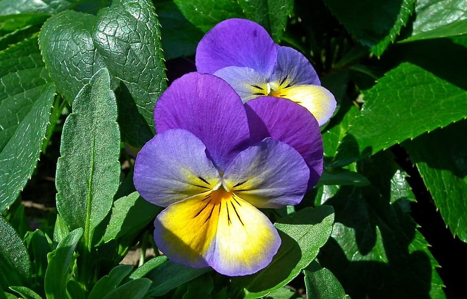 nature, leaf, garden, plant, flower, pansy, flowering plant HD wallpaper