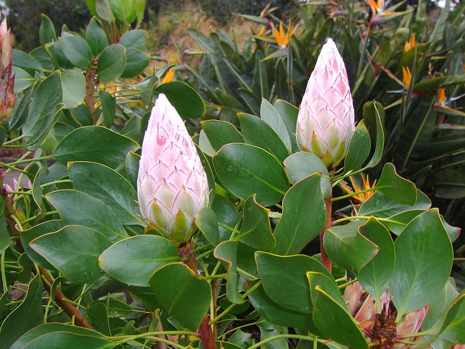 Canary, Flower, Pods, nature, plant, leaf, petal, pink Color HD wallpaper